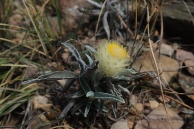 Helichrysum swynnertonii, photographed by Jimmy Whatmore