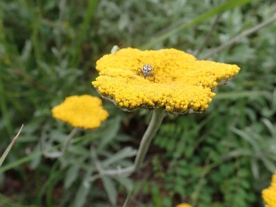 Helichrysum umbraculigerum, photographed by Jimmy Whatmore