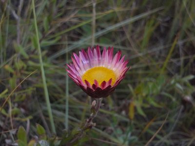 Helichrysum wilmsii, photographed by Jimmy Whatmore