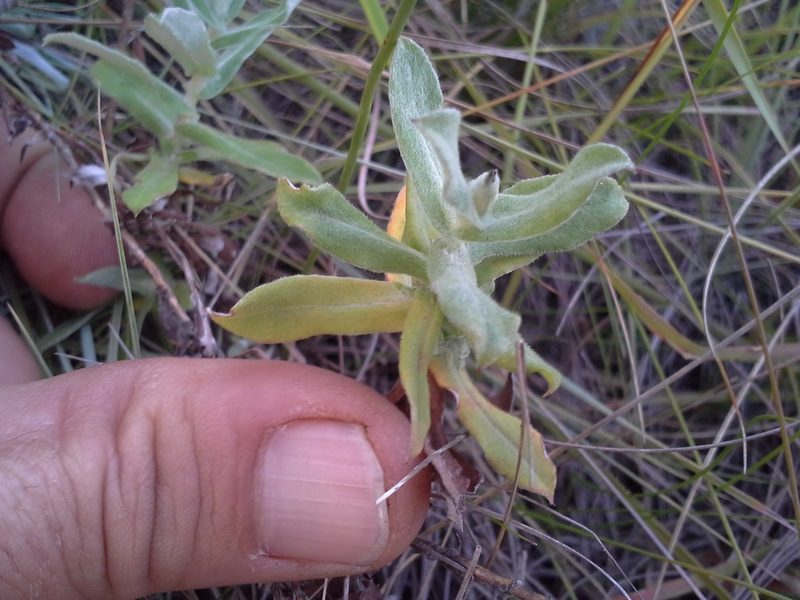 Helichrysum wilmsii, photographed by Jimmy Whatmore