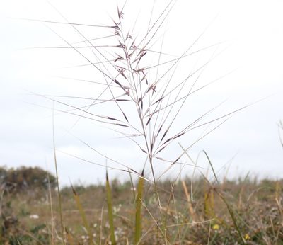 Austrostipa rudis, photographed by Peter Crowcroft