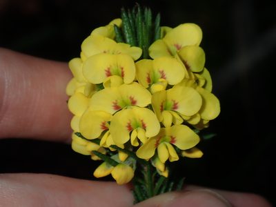 Dillwynia floribunda, photographed by Thomas Mesaglio