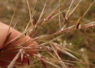 Austrostipa rudis, photographed by Peter Crowcroft