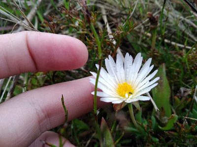 Lampranthus reptans, photographed by De Waal Hugo