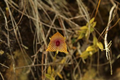 Telipogon nervosus, photographed by Andrés Ramírez-Barrera