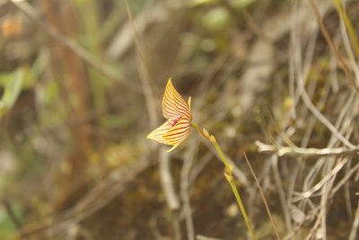 Telipogon nervosus, photographed by Andrés Ramírez-Barrera