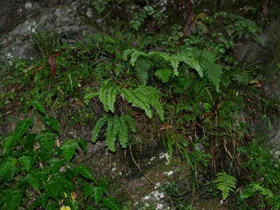 Adiantum myriosorum, photographed by Jacy Chen