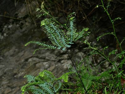 Adiantum myriosorum, photographed by Jacy Chen