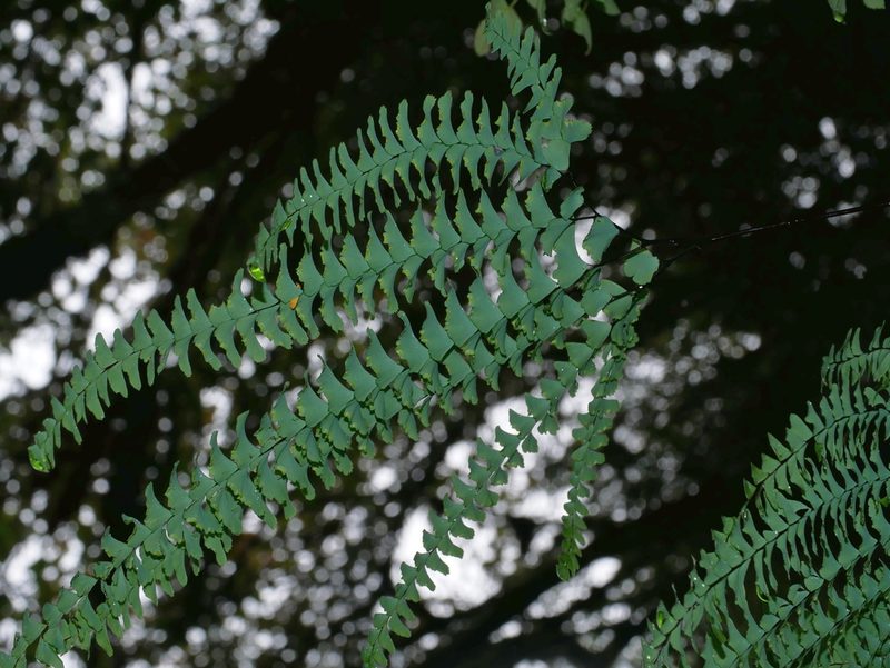 Adiantum myriosorum, photographed by Jacy Chen
