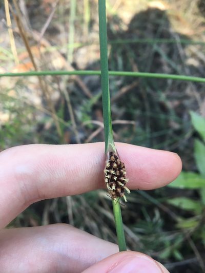 Chorizandra cymbaria, photographed by Thomas Mesaglio