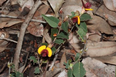 Bossiaea ornata, photographed by T. Hammer
