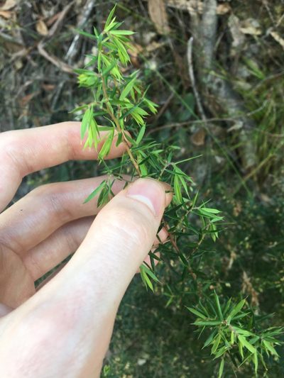 Styphelia setigera, photographed by Thomas Mesaglio