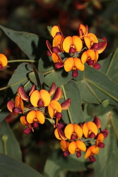 Daviesia cordata, photographed by T. Hammer