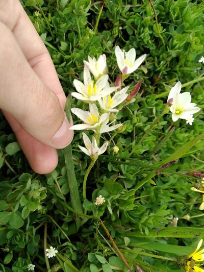 Geissorhiza imbricata, photographed by De Waal Hugo