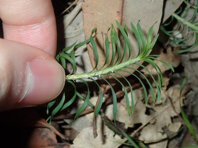 Lomandra obliqua, photographed by Thomas Mesaglio