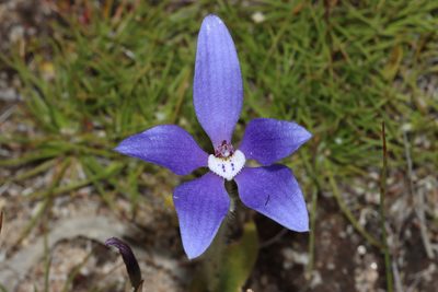 Caladenia gemmata, photographed by T. Hammer
