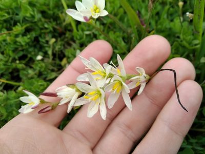 Geissorhiza imbricata, photographed by De Waal Hugo