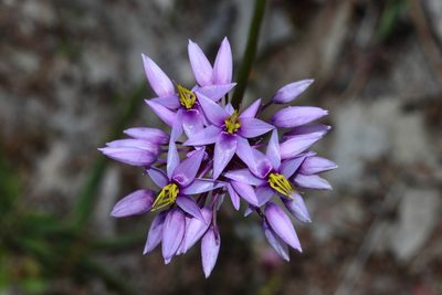 Sowerbaea laxiflora, photographed by T. Hammer