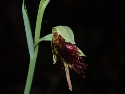Calochilus paludosus, photographed by Thomas Mesaglio