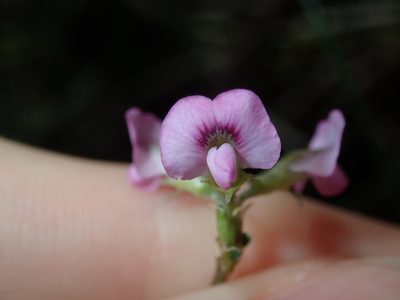 Mirbelia rubiifolia, photographed by Thomas Mesaglio