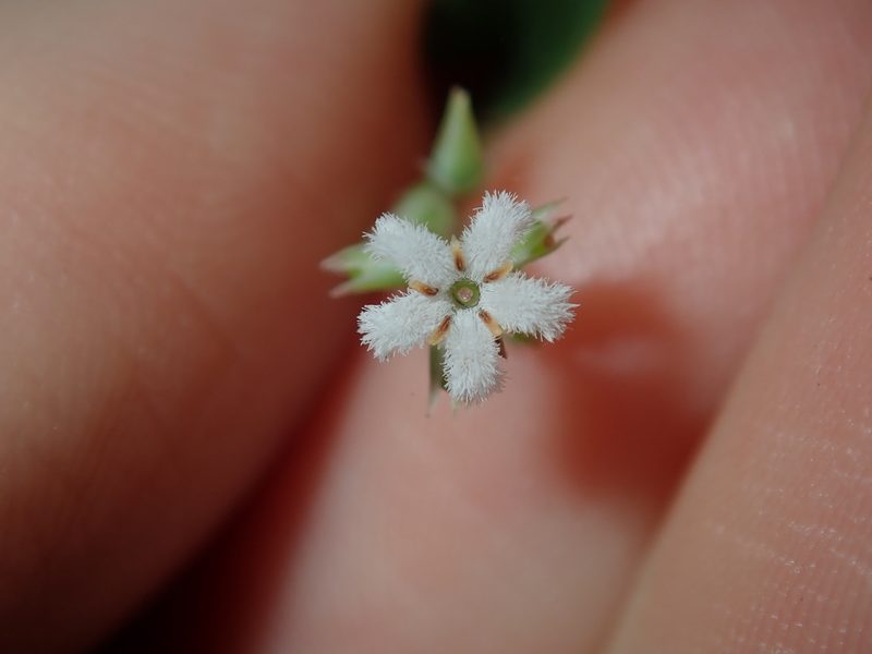 Leucopogon amplexicaulis, photographed by Thomas Mesaglio