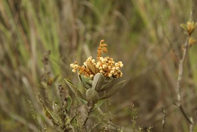 Clethra fimbriata, photographed by Andrés Ramírez-Barrera