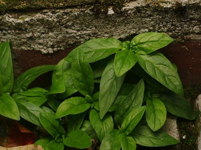 Ocimum basilicum, photographed by Alexis Tinker-Tsavalas
