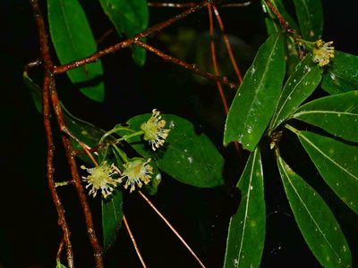 Litsea morrisonensis, photographed by Jacy Chen