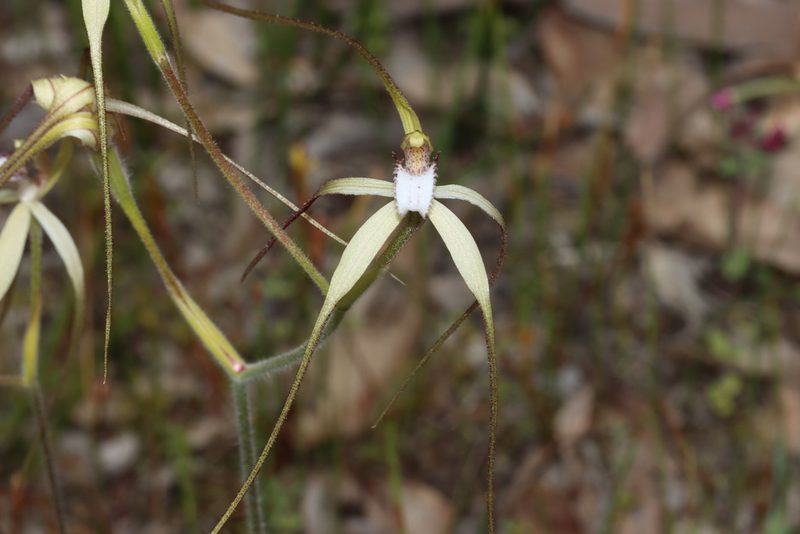 Caladenia uliginosa, photographed by T. Hammer