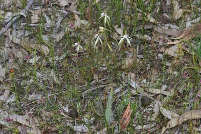 Caladenia uliginosa, photographed by T. Hammer