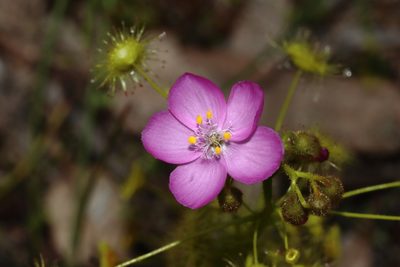 Drosera stricticaulis, photographed by T. Hammer