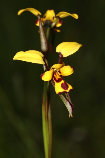 Diuris laxiflora, photographed by T. Hammer