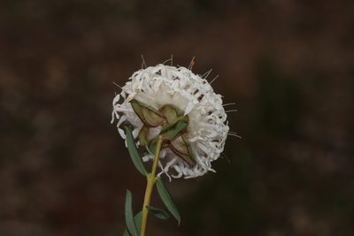Pimelea ciliata, photographed by T. Hammer