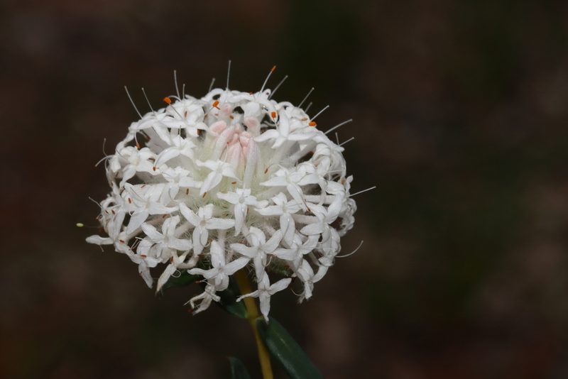 Pimelea ciliata, photographed by T. Hammer