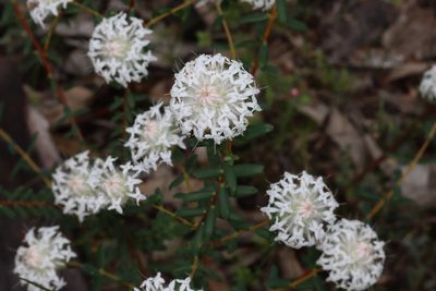 Pimelea ciliata, photographed by T. Hammer