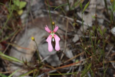 Stylidium ecorne, photographed by T. Hammer