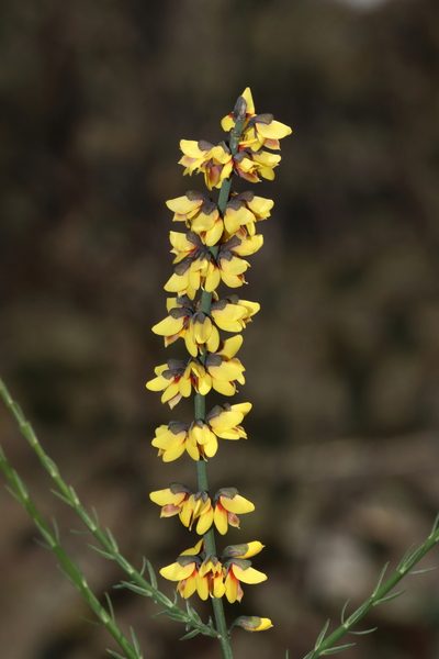 Sphaerolobium medium, photographed by T. Hammer
