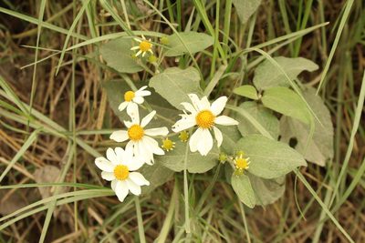 Montanoa ovalifolia, photographed by Andrés Ramírez-Barrera
