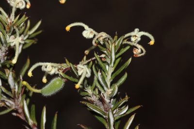 Grevillea pilulifera, photographed by T. Hammer
