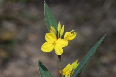 Labichea punctata, photographed by T. Hammer