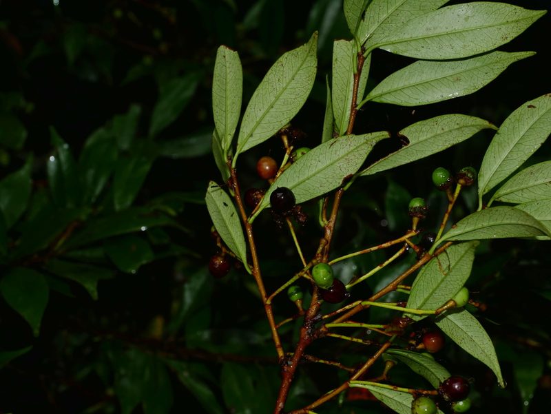 Prunus spinulosa, photographed by Jacy Chen