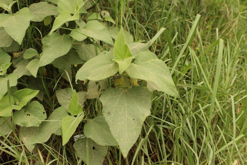 Montanoa ovalifolia, photographed by Andrés Ramírez-Barrera