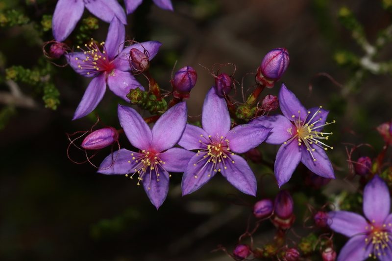 Calytrix leschenaultii, photographed by T. Hammer