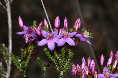 Calytrix leschenaultii, photographed by T. Hammer