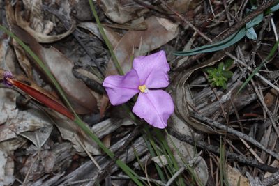 Patersonia juncea, photographed by T. Hammer