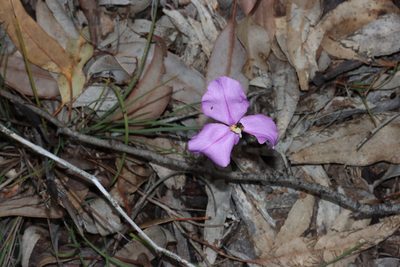 Patersonia juncea, photographed by T. Hammer