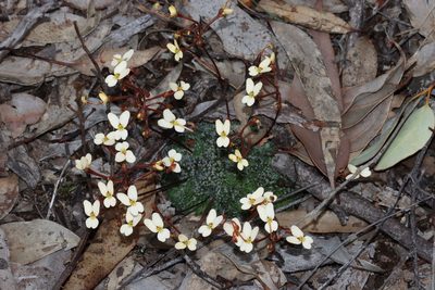 Stylidium piliferum, photographed by T. Hammer