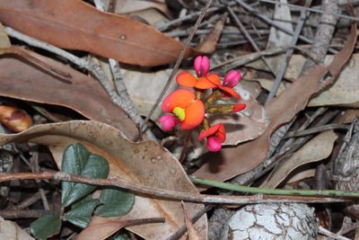 Kennedia coccinea, photographed by T. Hammer