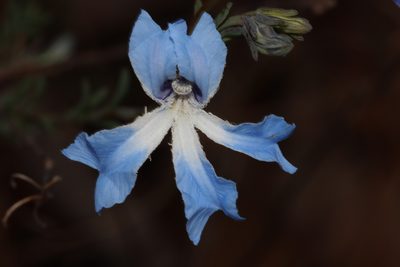 Leschenaultia biloba, photographed by T. Hammer