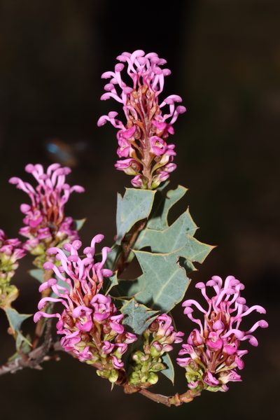 Grevillea quercifolia, photographed by T. Hammer